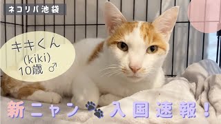 新ニャン入国速報！【キキくん】【保護猫カフェ】