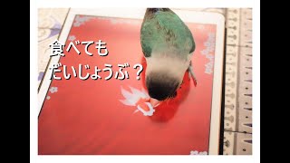 タブレットのアプリで遊ぶボタンインコ【ボタンインコのぶーちゃん】