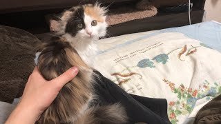 飼い主の膝の上に乗ってくる子猫【短足マンチカン】