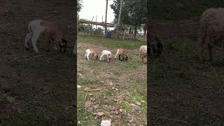 দারুণ সুন্দর ভেড়ার শাবকগুলো #ভেড়া  #ভেড়ার  #sheep  #sheepfarming