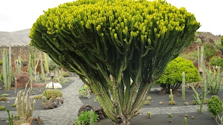 Fotos de: Islas Canarias - Lanzarote - El jardín de los cactus