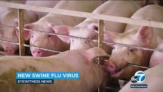 China researchers discover new swine flu that has 'pandemic potential' and can infect humans | ABC7