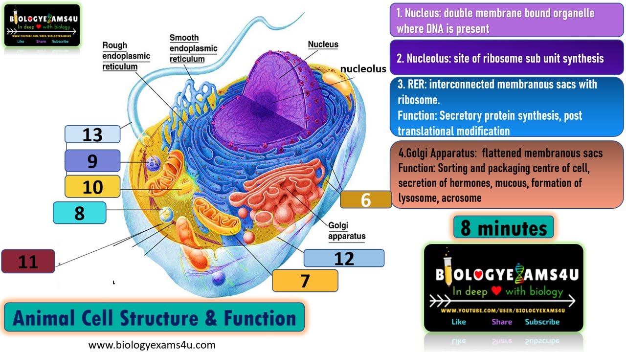 Plant Cell And Animal Cell Structure And Function