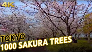1000 SAKURA TREES PARK in TOKYO Japan [4K 60p ASMR binaural 3D audio]