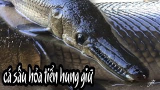 HTTV - A close-up on the aggression of Crocodile and Cai Ceo after 7 months of rearing