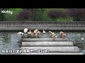 【台灣旅遊攻略】宜蘭甲鳥園，宜蘭親子景點推薦，超療癒的鴨鴨見面會｜kkday