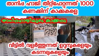 1000 കണക്കിന് കാക്കകളെ തീറ്റിപോറ്റുന്ന താനിപ്പ ഹാജി വീട്ടിൽ വളർത്തുന്നത് ഉറുമ്പിനെയും കടന്നലുകളെയും