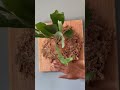 How I water my mounted Staghorn Fern 🪴 #cycleofplant #staghornfern #plantlover #plantcare