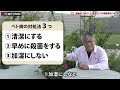 【バラの育て方】秋のバラ管理のコツ♪あ！黒星病！！いやそれ、「ベト病」なんです。（2024年11月8日）