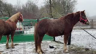 Новоолександрівські коні 🐴