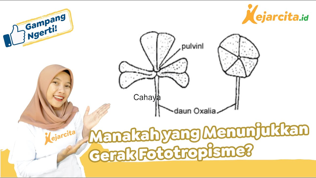 Fototropisme Pada Sistem Gerak Tumbuhan | IPA SMP - YouTube