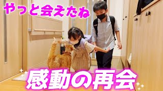 ５日ぶりに子供達と再会した兄弟猫達の姿に涙が出ました[猫と人間の家族]