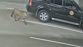 Mountain lion seen prowling city streets in Oceanside, California