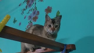 ঘরের দেয়ালে টিকটিকি তল্লাশি😂😂#cat#find #lizard#house #playing#2023#catlover #catvideos#love #reels