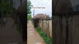 อันนี้ช้างนะ... #funny #comedy