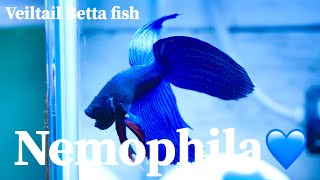 青ベタのNemophila💙　【ベタ】【ベールテールベタ】【Betta fish】