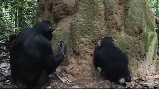 Goualougo Chimpanzee Uses Multiple Tools at a Termite Mound