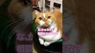 かぁちゃん相談オトちゃん #cat #ねこ好きさんと繋がりたい #猫のいる暮らし #猫のいる生活