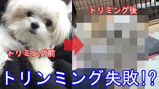 トリミング失敗！？久しぶりに虎太郎をトリミングに連れて行ったらとんでもない姿で帰ってきた。