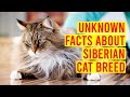 Siberian Cat Breed; 10 Facts You Need To Know Before Buying One/ All Cats