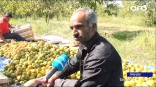 GÖYÇAYDA ŞİŞBURUN XURMANIN YIĞIMINA BAŞLANILIB