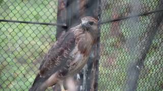 ノスリの鳴き声　盛岡市動物公園　2017.9.21