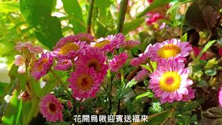 Lucky【萊奇小調】陽台花開鳥啾迎賓送福來