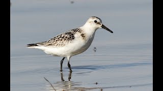 Sanderling (Calidris alba) Λευκοσκαλίδρα - Kouklia dam 25/9/2019 - Cyprus