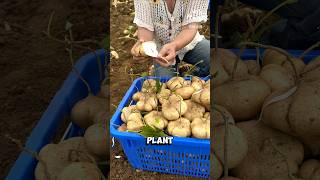 Mexican Turnip: Nature’s Crunch