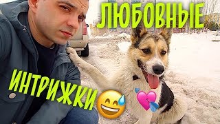 Love story у собак дворняжек. Тузик и Биля.