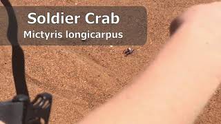 Soldier crabs are food on beach in Darwin NT   Mictyris longcarpus ?