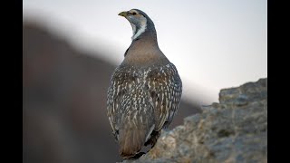 Urkeklik , Caspian Snowcock ,Tetraogallus caspius