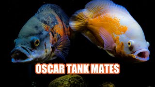 Best Oscar Fish Tank Mates