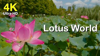 4K 60fps | 청산수목원 연꽃 고화질 영상소스(Lotus World) | 아름다운 연꽃풍경과 힐링음악듣기