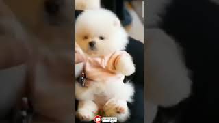 【犬の癒し動画】パジャマ着たらウトウトしちゃうんだワン #shorts #犬 #子犬 #犬のいる暮らし #dog #dogs #doglover