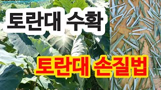 토란대 수확시기, 토란대 손질법, 토란대말리는법