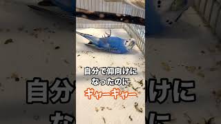 仰向けに寝るセキセイインコぽぴ