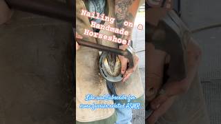 Shoeing a horse, traditional style! #farrier #asmr #oddlysatisfying #satisfyingvideo #shorts #horse