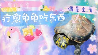 『寵物日常』疗愈乌龟吃东西影片🐥🐥🐢🐢