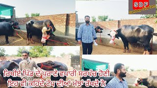 5 September 2023 #nilliravi #video#video  ਝੋਟੀਆ ਵਿਕਾਉ ਬਾਈ ਨਿਸ਼ਾਨ ਸਿੰਘ ਸਰਪੰਚ ਸਾਹਬ ਕੋਲ ਇੰਨੀਆ ਇਕੱਠੀਆ