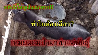 ทำไมต้องเลือกเหมยป่า มาเป็นแม่พันธุ์#หมูดำเหมยซาน#หมูดำเหมยร็อค#หมูดำเหมยป่า#หมูป่า#ยโสธร#Meฟาร์มสุข