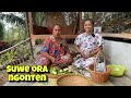 ALHAMDULILLAH BISA NGONTEN LAGI || PANEN PARE DI KEBUN SENDIRI