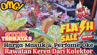 RAWATAN KEREN DARI KOLEKTOR AGLAONEMA. HARGA MASUK BANGET \u0026 PERFOME JUGA OKE BANGET…  eps 1235