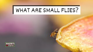 What Are Small Flies