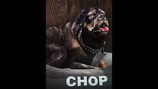 Chop is the best Dawg! #gta5 #gta