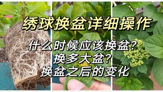 绣球换盆的详细讲解，什么情况下要换盆？换盆选择多大规格？叶子卷曲拧巴后续