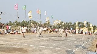 Velpuru senior pandalu 1st kadi pvsr bulls, pavuluri veeraswamy choudary gari jatha