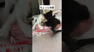 　爪研ぎをミケと一緒に作ってみたらクロが遊びに来た〜#子猫 #猫　#ねこ　#shorts 　