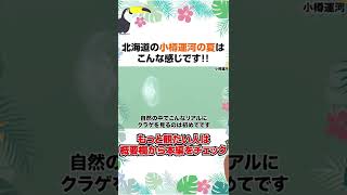 北海道の夏の小樽運河にはあの生物がいたり景色が最高だったりで素晴らしい場所でした！