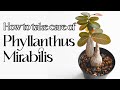 How to care for Phyllanthus Mirabilis